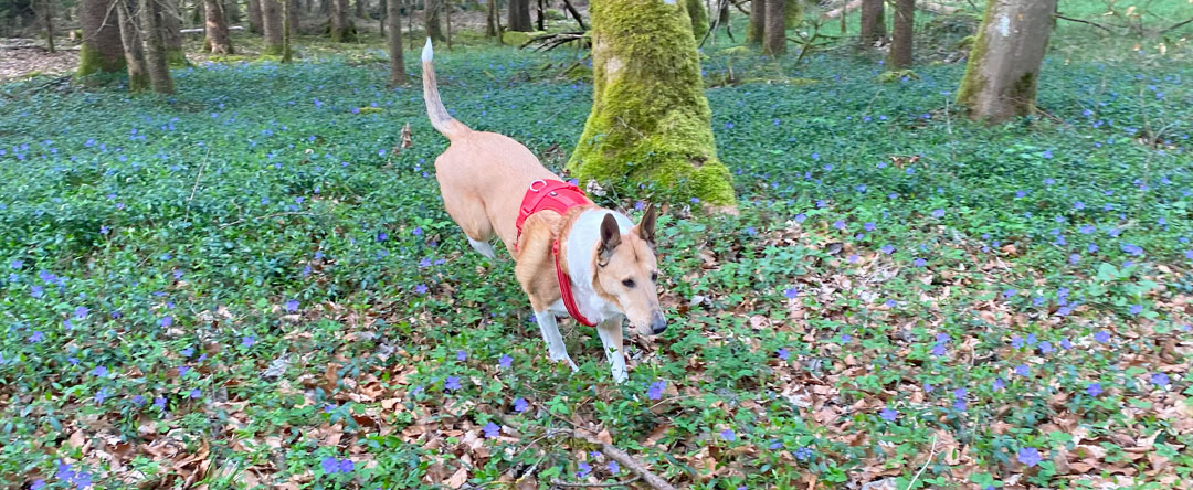 Hundetraining-Borm - Slide