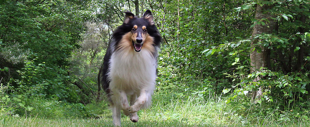 Hundetraining-Borm - Slide