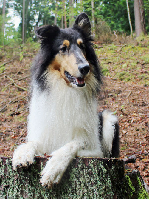 Hundetraining-Borm - Einzelstunden