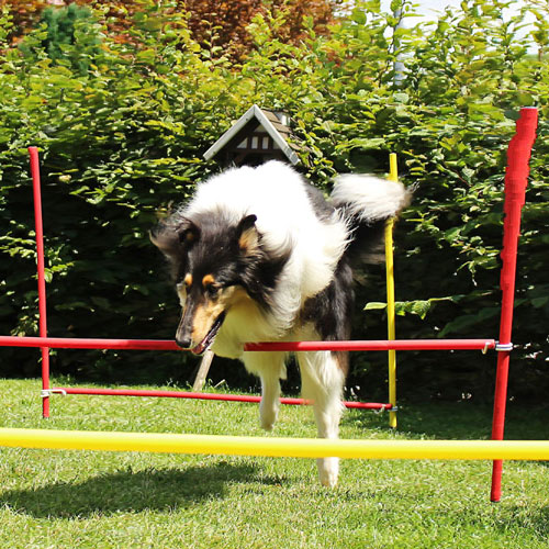 Spiel, Spaß und Beschäftigungen auf dem Spaziergang