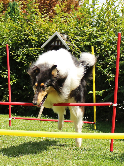 Hundetraining-Borm - Spiel, Spaß Beschäftigung