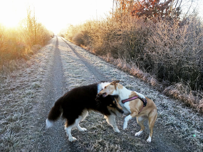 Hundetraining-Borm - Junghundpaket