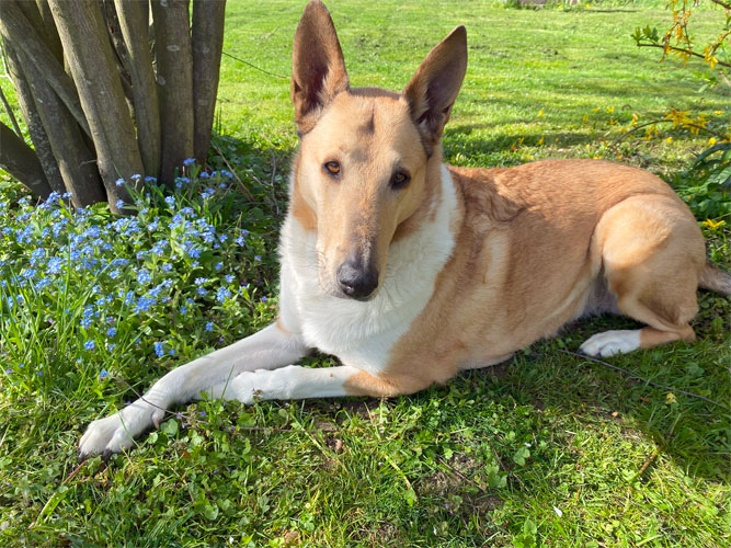 Hundetraining-Borm - Vorträge