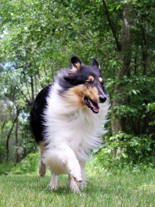 Hundetraining-Borm - Über mich