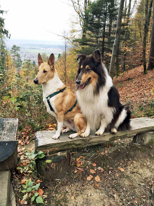 Hundetraining-Borm - Über mich